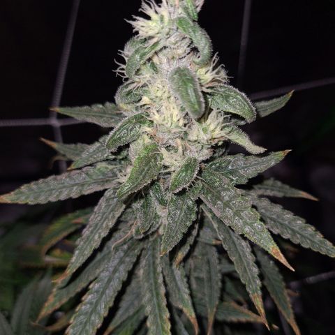 Cookie growlog timeline photo