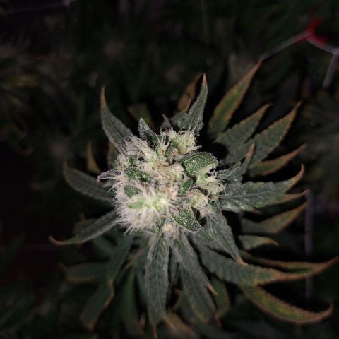 Cookie growlog timeline photo