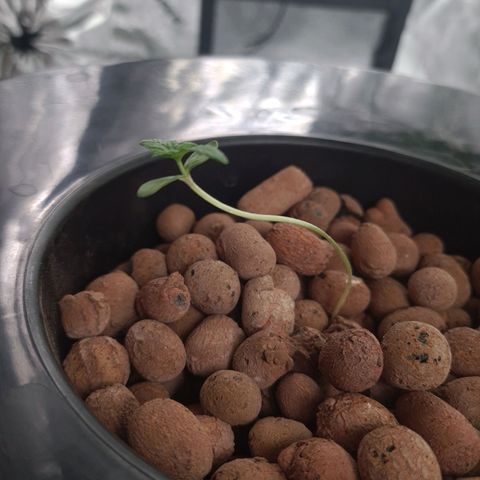 Guineo growlog timeline photo