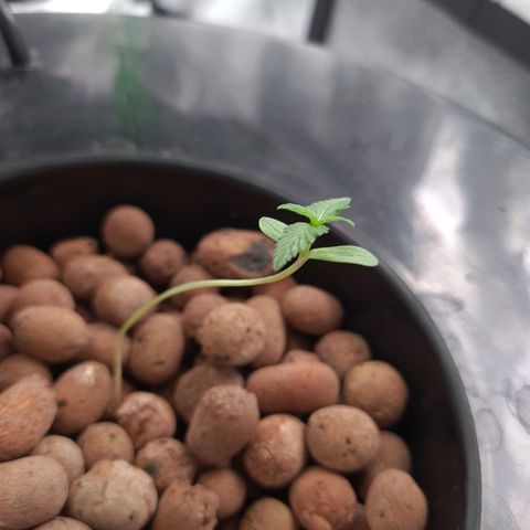 Guineo growlog timeline photo