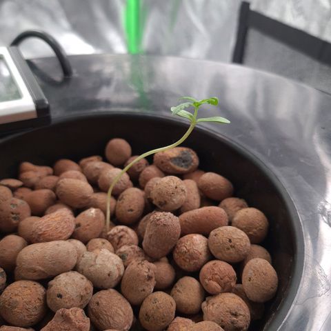 Guineo growlog timeline photo