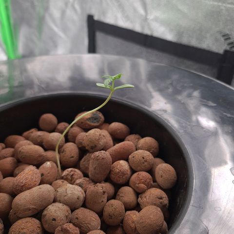 Guineo growlog timeline photo