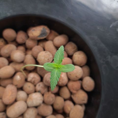 Guineo growlog timeline photo