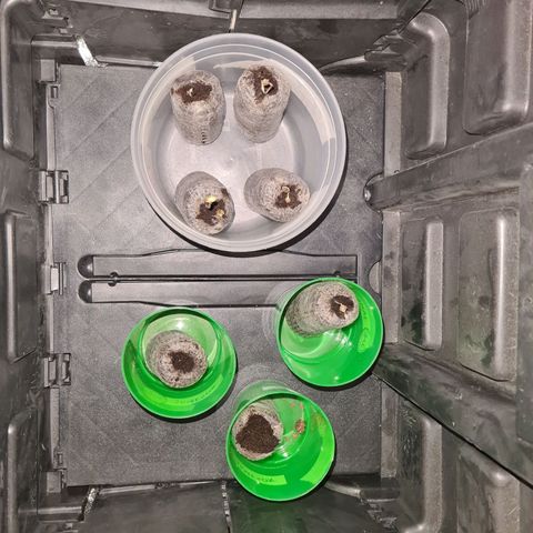 Patacon growlog timeline photo