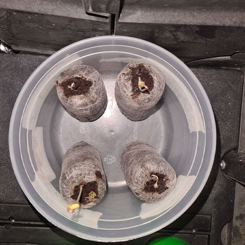 Angelito growlog timeline photo