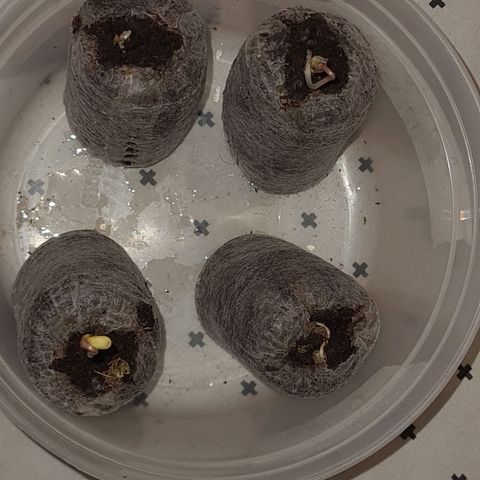 Peyote growlog timeline photo