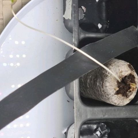 Patacon growlog timeline photo