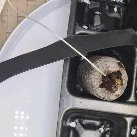 Patacon growlog timeline photo