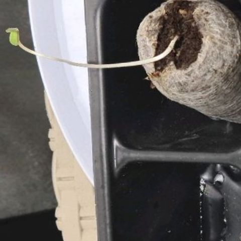 Peyote growlog timeline photo