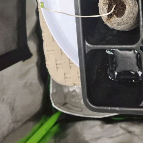 Peyote growlog timeline photo