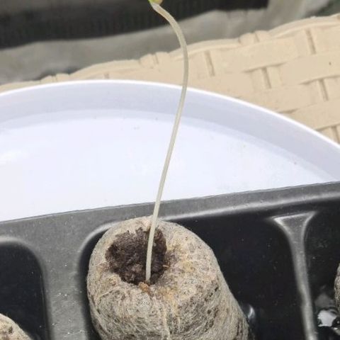 Samarian Sunset growlog timeline photo