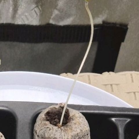 Samarian Sunset growlog timeline photo