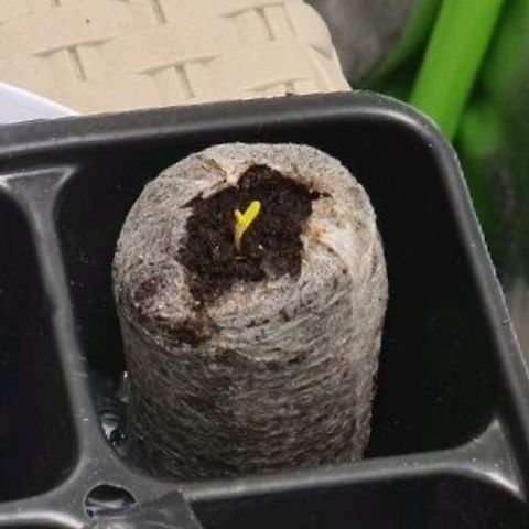 Angelito growlog timeline photo