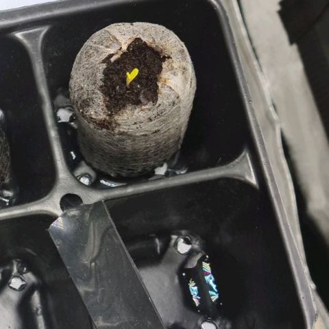 Angelito growlog timeline photo