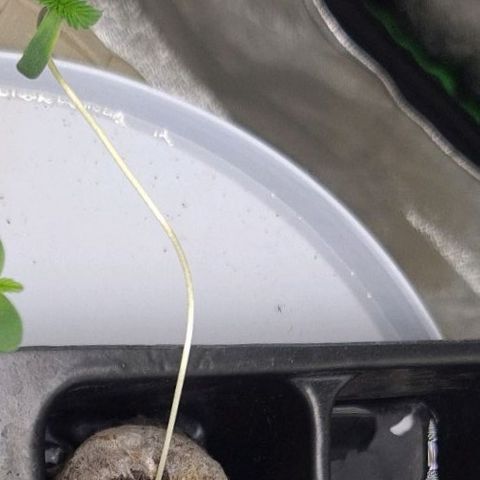 Patacon growlog timeline photo