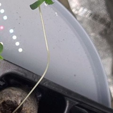 Patacon growlog timeline photo