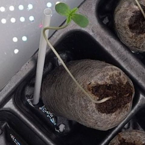 Peyote growlog timeline photo