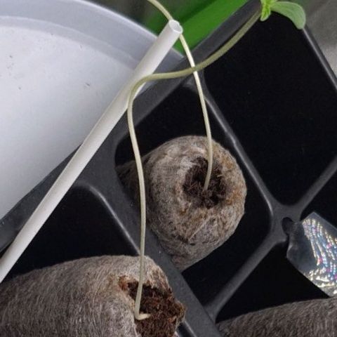 Peyote growlog timeline photo