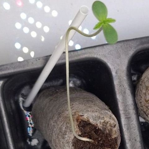 Peyote growlog timeline photo