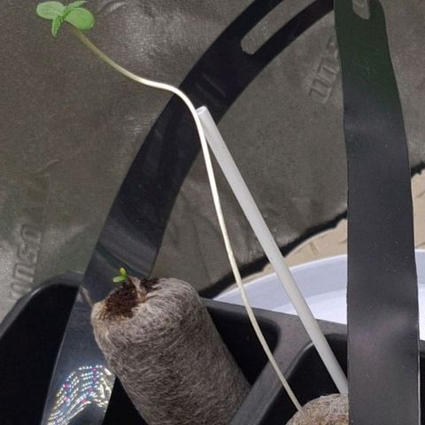Samarian Sunset growlog timeline photo