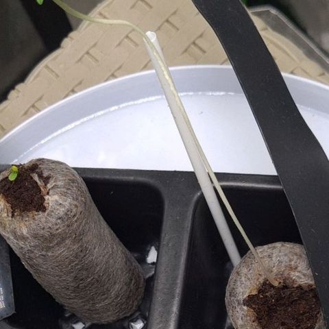 Samarian Sunset growlog timeline photo