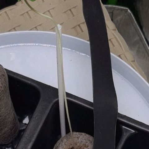 Samarian Sunset growlog timeline photo