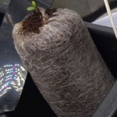 Angelito growlog timeline photo