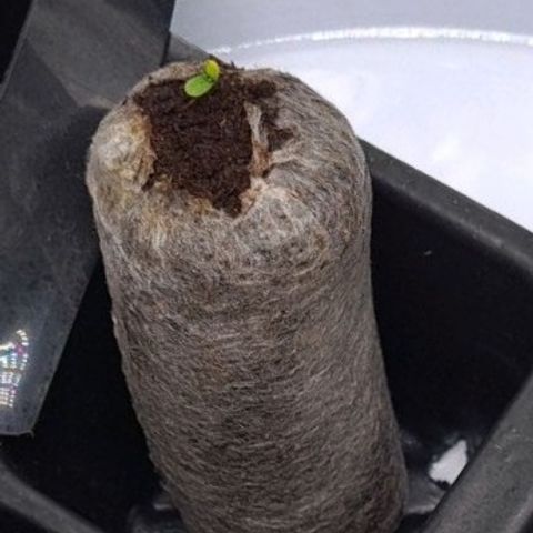 Angelito growlog timeline photo