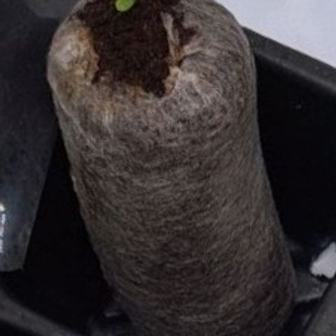 Angelito growlog timeline photo