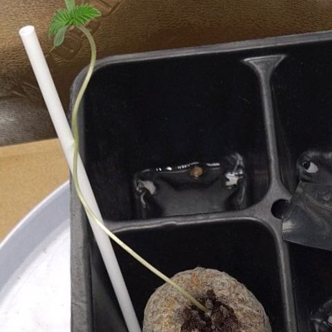 Patacon growlog timeline photo
