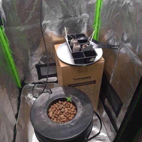 Patacon growlog timeline photo