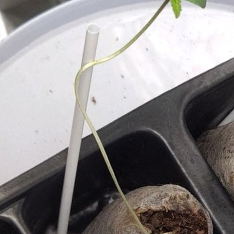Peyote growlog timeline photo