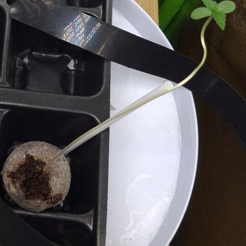 Samarian Sunset growlog timeline photo