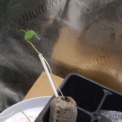 Patacon growlog timeline photo