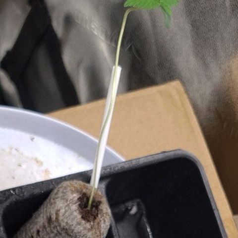 Patacon growlog timeline photo