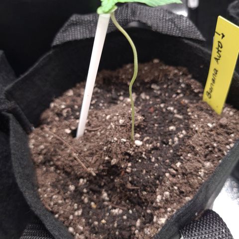 Patacon growlog timeline photo