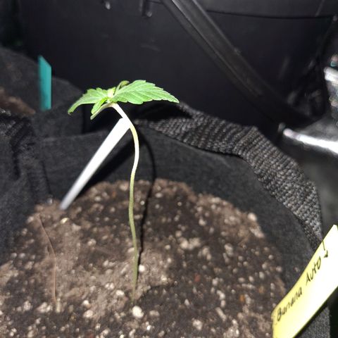Patacon growlog timeline photo