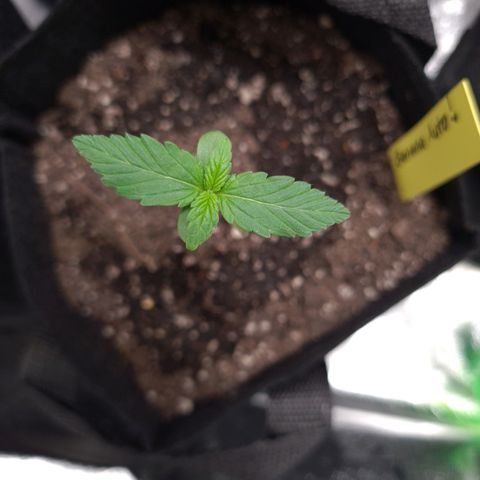 Patacon growlog timeline photo