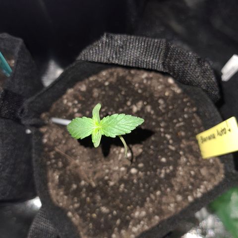 Patacon growlog timeline photo