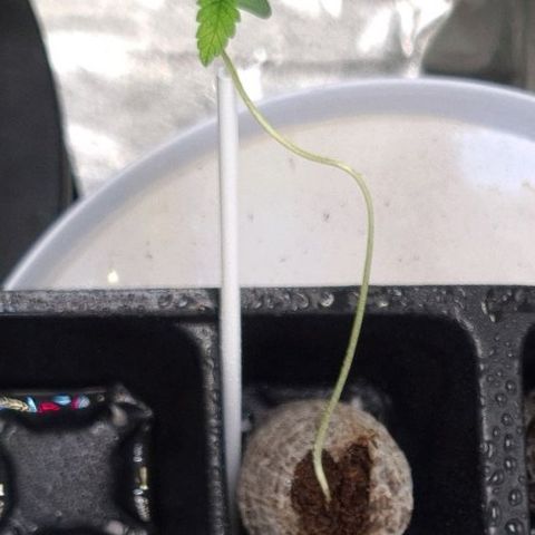 Peyote growlog timeline photo