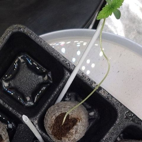 Peyote growlog timeline photo