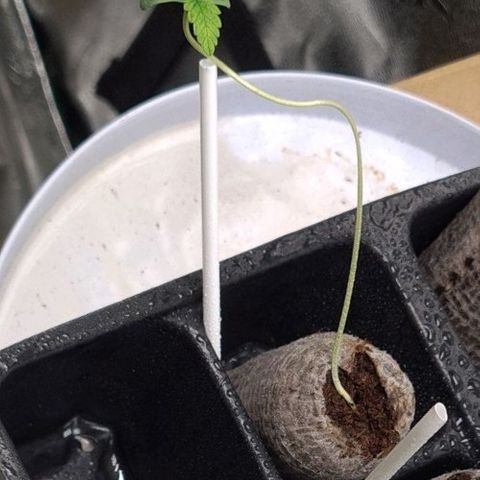 Peyote growlog timeline photo