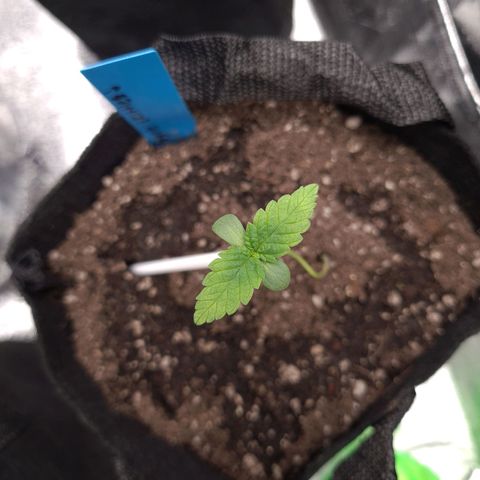 Peyote growlog timeline photo