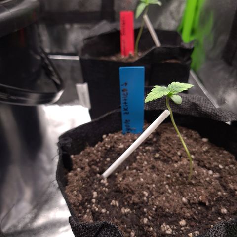 Peyote growlog timeline photo
