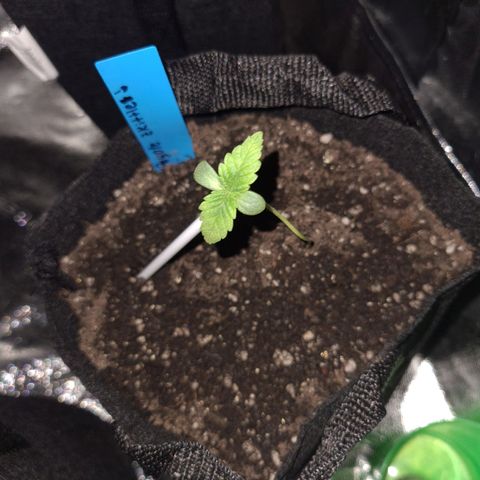 Peyote growlog timeline photo