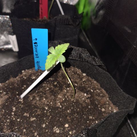 Peyote growlog timeline photo