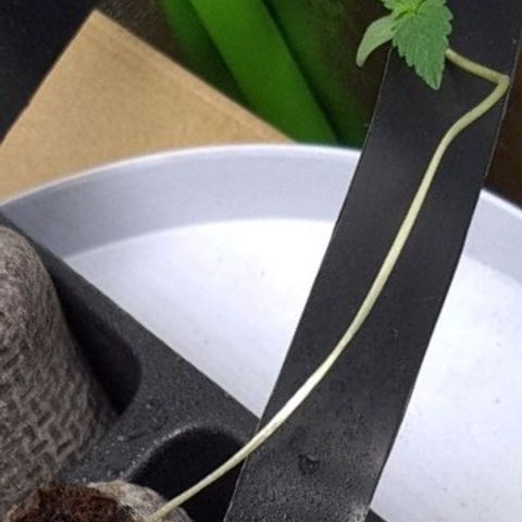 Samarian Sunset growlog timeline photo