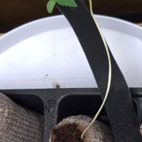 Samarian Sunset growlog timeline photo