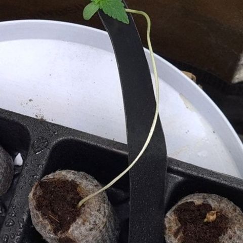 Samarian Sunset growlog timeline photo