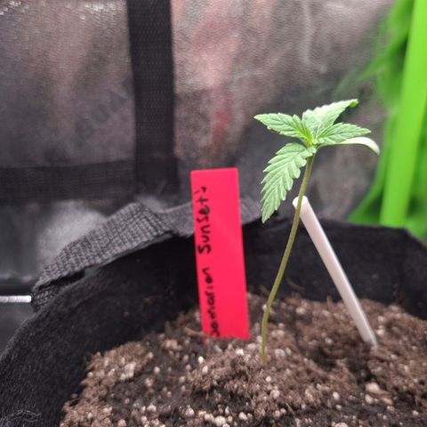 Samarian Sunset growlog timeline photo